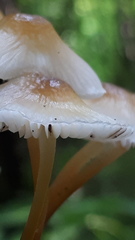 Mycena