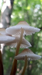 Mycena