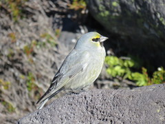 Melanodera xanthogramma