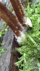 Mycena