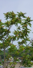 Ailanthus altissima