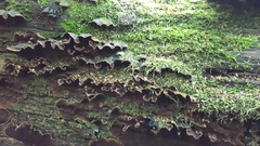 Hymenochaete rubiginosa