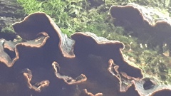 Hymenochaete rubiginosa