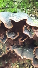 Hymenochaete rubiginosa