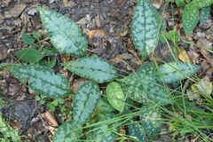Pulmonaria affinis