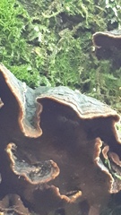 Hymenochaete rubiginosa