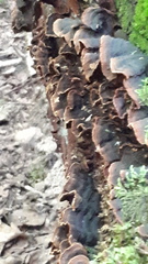 Hymenochaete rubiginosa