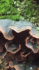 Hymenochaete rubiginosa