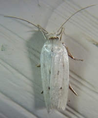 Gonioterma mistrella