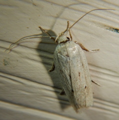 Gonioterma mistrella