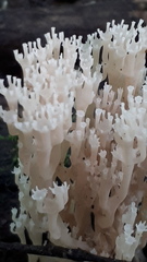 Artomyces pyxidatus
