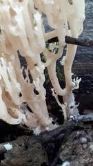 Artomyces pyxidatus