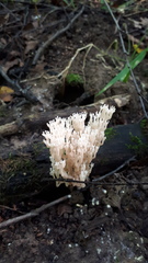 Artomyces pyxidatus