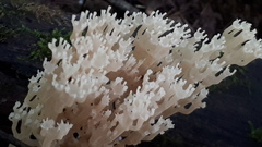 Artomyces pyxidatus
