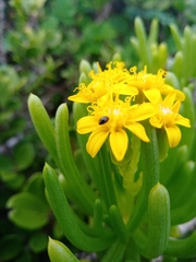Senecio sarcoides