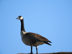 Branta canadensis