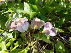 Sigmoidotropis elegans