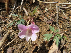 Viola eizanensis