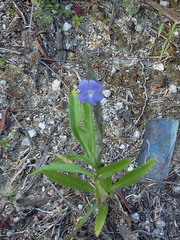 Stachytarpheta angustifolia
