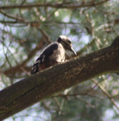 Dendrocopos major