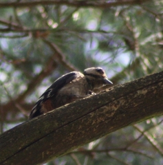 Dendrocopos major
