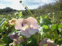 Sigmoidotropis elegans