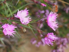 Dianthus hyssopifolius hyssopifolius