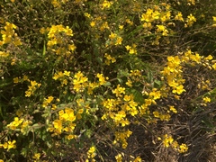 Paysonia lescurii