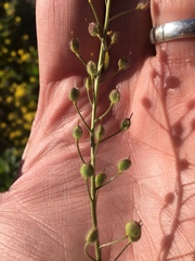Paysonia lescurii