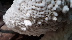 Fungi