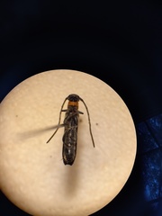 Oberea perspicillata