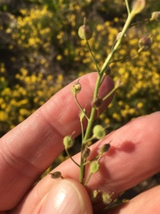 Paysonia lescurii