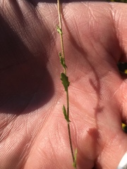 Paysonia lescurii