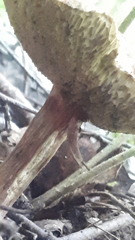 Xerocomellus chrysenteron