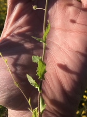 Paysonia lescurii