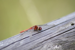 Sympetrum sanguineum