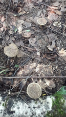 Xerocomellus chrysenteron