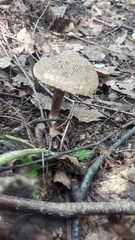 Xerocomellus chrysenteron