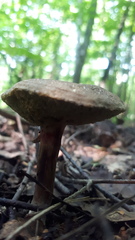 Xerocomellus chrysenteron