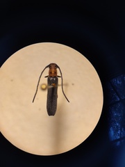 Oberea perspicillata