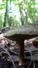 Xerocomellus chrysenteron