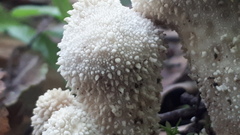 Lycoperdon