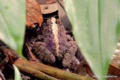 Minervarya keralensis