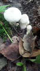 Lycoperdon