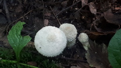 Lycoperdon