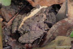 Minervarya keralensis