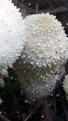 Lycoperdon