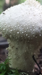 Lycoperdon
