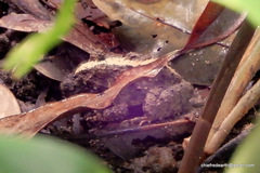 Minervarya keralensis