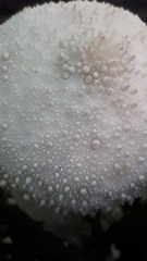 Lycoperdon